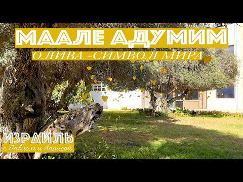 Видео: Израиль | Олива - символ мира