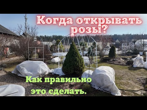 Видео: Когда открывать розы?  Как правильно это сделать.
