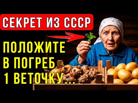 Видео: СЕКРЕТ СОВЕТСКИХ ОВОЩЕБАЗ! КАРТОШКА ПРОЛЕЖИТ ДО ВЕСНЫ И НЕ ПРОРАСТЕТ!