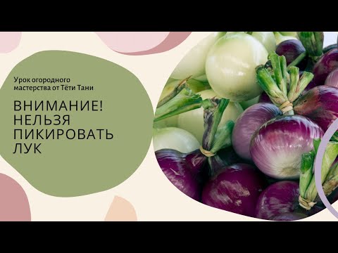 Видео: 808. Нельзя пикировать лук