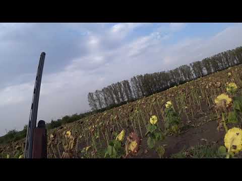 Видео: Охота на голубя!!Beretta Urika vs Beretta Extrema