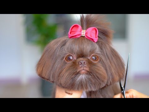 Видео: Шоколадный щенок растопит ваше сердце!✂️❤️🐶