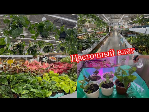 Видео: Цветочный влог/ интуитивный садовод / Еще одно хобби)