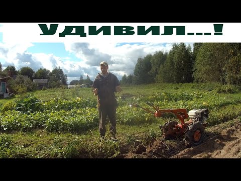 Видео: Неожиданный результат ! "Репетиция" уборки картофеля 2021 мотоблоком!