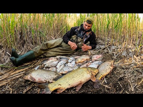 Видео: ДИКИЕ САЗАНЫ РВУТ ЭМОЦИИ! ЭТО БОЛОТО КИШИТ КРУПНОЙ РЫБОЙ! Сазан на боковой кивок. Рыбалка 2025