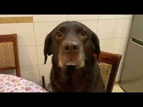 Видео: Лабрадор - учимся культуре еды за столом