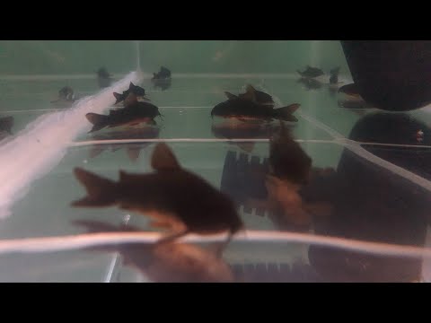 Видео: Коридорас Блэк Венесуэла (Corydoras Sp. «Black Venezuela)