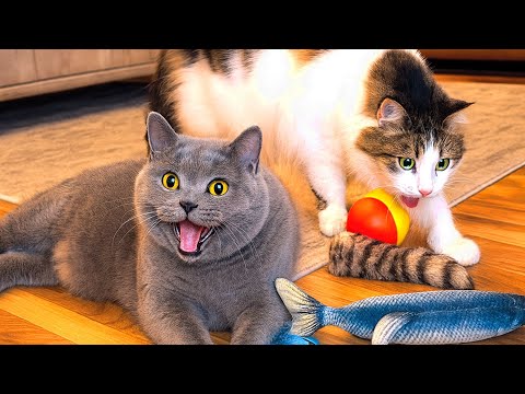 Видео: Внимание: это видео с котом слишком милое, чтобы его смотреть! 😻 | Вирусные моменты с животными 2025