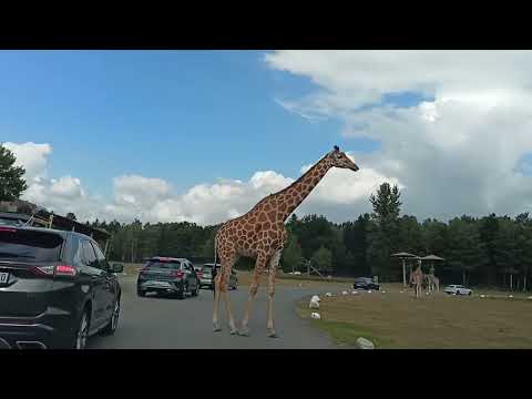 Видео: 🦒 САФАРИ парк, 🐘слоны, жирафы. Позитив 