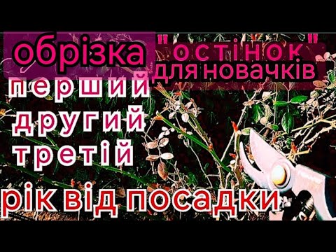 Видео: Обрізка молодих "остінок"✂️перше формування куща англійських троянд🌹