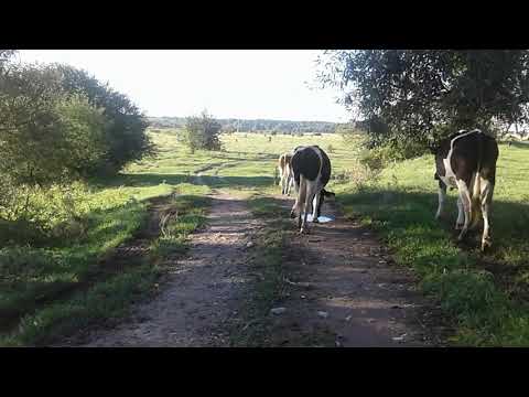 Видео: СКОЛЬКО  СЕНА надо моему БОЛЬШОМУ  ХОЗЯЙСТВУ и одной КОРОВЕ НА ЗИМУ!