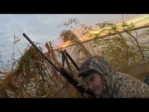 Видео: Охота на утку 2025г №6