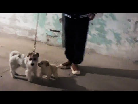 Видео: Откуда ты взялся, щенок? Почему всё время следуешь за нами?