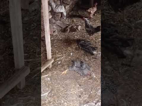 Видео: Обзор нашего хозяйства