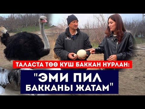 Видео: Таласта төө куш баккан Нурлан: "Эми пил бакканы жатам" // Төө куш багуунун сырлары // Сокол Медиа