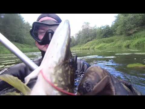 Видео: Подводная охота на малых реках Молоковский район Тверская область (Kashin-Fish)