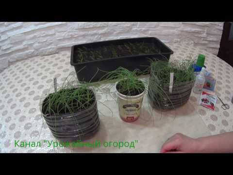 Видео: ВСЕ СЕКРЕТЫ ХОРОШЕЙ РАССАДЫ ЛУКА!ПРАВИЛЬНЫЙ УХОД!