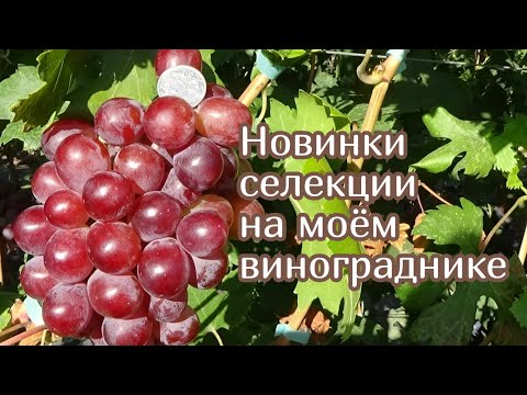 Видео: Новинки селекции винограда