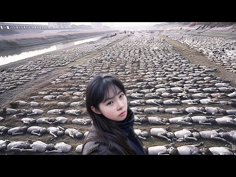 Видео: Почему Австралию Нельзя Заселить Новыми Людьми