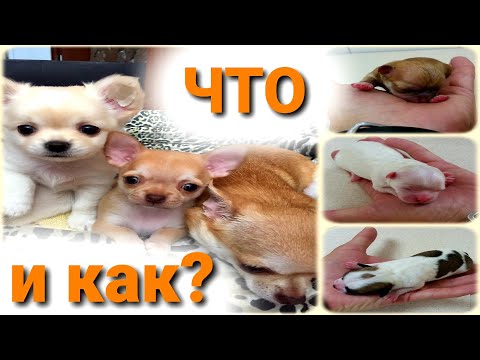 Видео: Чем опасны роды для Шпица и Чихуахуа?