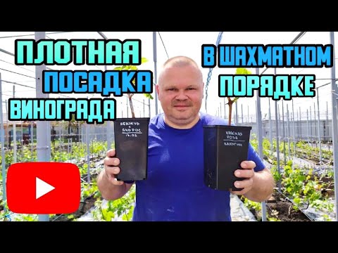 Видео: Плотная посадка саженцев винограда в шахматном порядке.