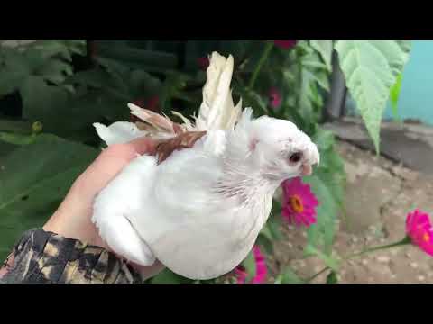 Видео: Бойные голуби в Казахстане, молодёжь 2025 года