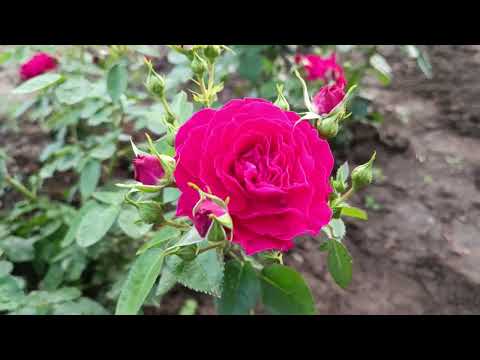 Видео: Питомник роз от Макса 06.06.2024