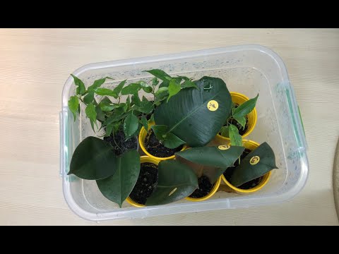 Видео: Как вырастить фикус из ЛИСТА. Часть 5  (Попытка № 2) / Grow a FICUS from a LEAF