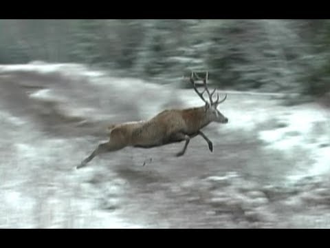 Видео: Охота на кабана и косулю. Загонная охота в Беларуси, часть-2.