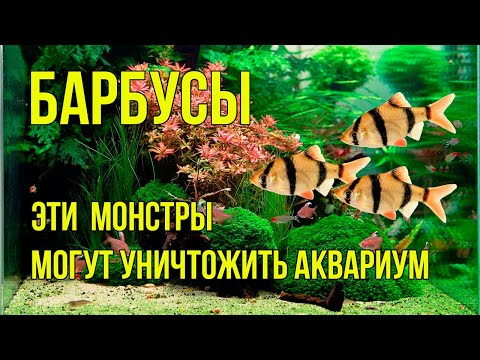 Видео: Как Содержать БАРБУСОВ в Аквариуме, Чтобы Всем Было Хорошо.