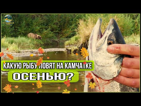 Видео: Осенний лосось Камчатки. Большой ли кижуч на р.Большой?