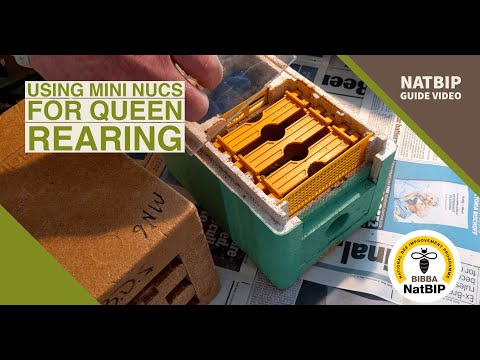 Видео: Использование мини-нуклеусов для выращивания маток