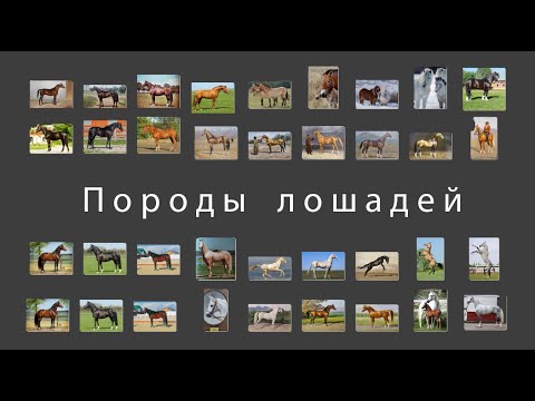 Видео: Семинар "Породы лошадей", часть 1 и 2. Рутения, декабрь 2022 г. Тренер по выездке Жирнова М.В.