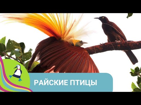Видео: 👨‍👨‍👧‍👧ЯРКОЕ ОПЕРЕНИЕ, ПОВАДКИ И БРАЧНЫЕ ИГРЫ ПТИЦ ПАПУА - НОВОЙ ГВИНЕИ 🏝 Райские птицы 🐾 Фильм в HD