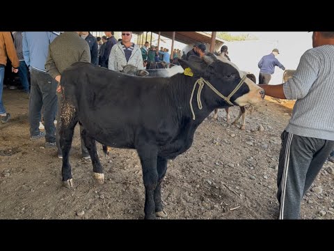 Видео: МОЛБОЗОРИ РЕГАР НПОХИ БУКАЧА ТОМОШО КУНЕН 4 октября 2024 г.