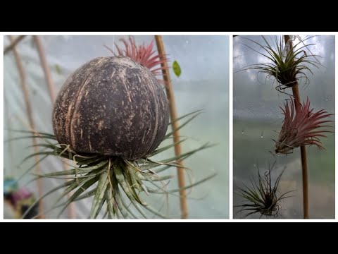 Видео: 3 творческие идеи, чтобы выделить воздушные растения - Tilaisias