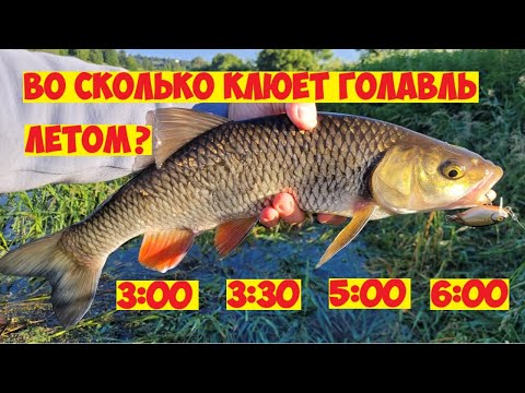 Видео: Голавль летом! Во сколько клюет голавль на перекате! Рыбалка на воблеры! Ловля голавля ночью!