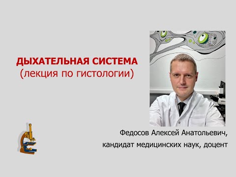 Видео: ДЫХАТЕЛЬНАЯ СИСТЕМА (ЛЕКЦИЯ ПО ГИСТОЛОГИИ)