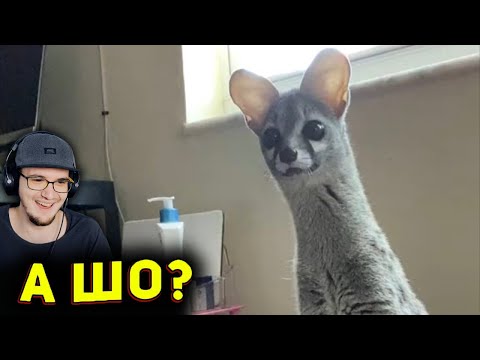 Видео: ЗАСМЕЯЛСЯ - ПРОИГРАЛ ► ЛУЧШИЕ ПРИКОЛЫ ( УЛЫБНУЛИСЬ ПРОИГРАЛИ СОЮЗ СМЕХА ) | Реакция