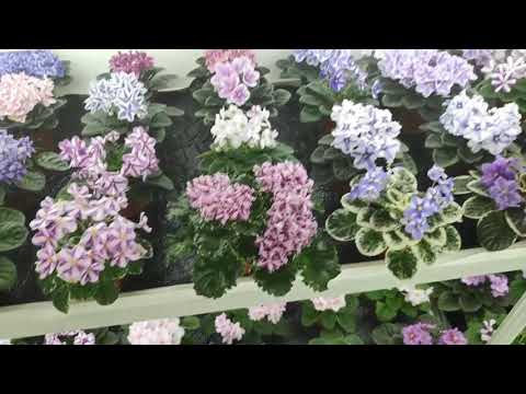 Видео: В гостях у сибирского коллекционера фиалок Светланы Голубцовой