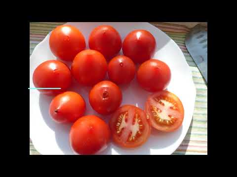 Видео: 2024. Каталог томатов (4 часть). Великолепные новинки