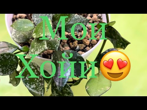 Видео: Все мои Хойи 🌿🙂#хойяуходполив