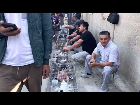 Видео: 😱ДАХШАТ КЎРИНГ. ✅НИҲОЯТ ЖИЗЗАХ КАБУТАР БОЗОРИГА ЧИҚДИК. 