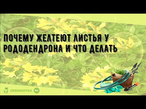 Видео: Почему желтеют листья у рододендрона и что делать
