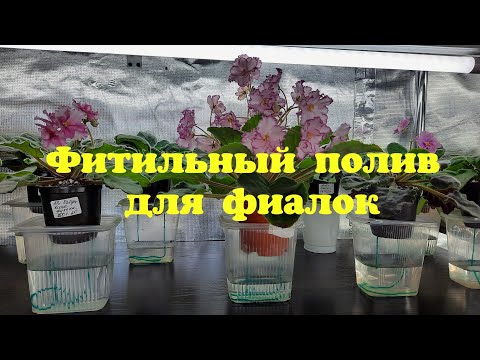 Видео: Фитильный полив для фиалок Как правильно поставить фиалку на фитиль?фиалки от листочка до цветочка
