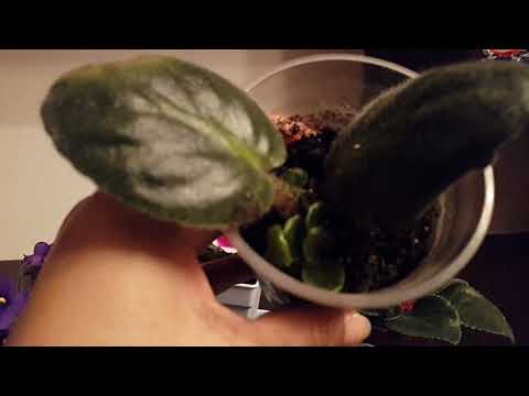 Видео: Фиалки / Фиалка гулу