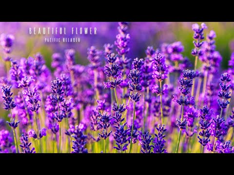 Видео: Yспокаивающая музыка для нервов 🌿 лечебная музыка для сердца и сосудов, релакс, музыка для души #28