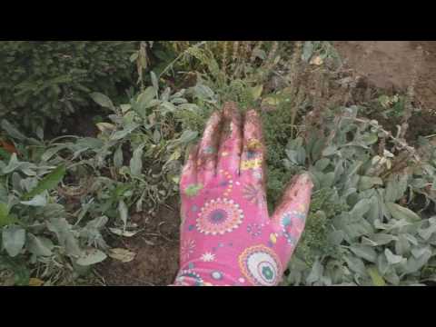 Видео: Чистец шерстистый, он же стахис, он же овечьи ушки.