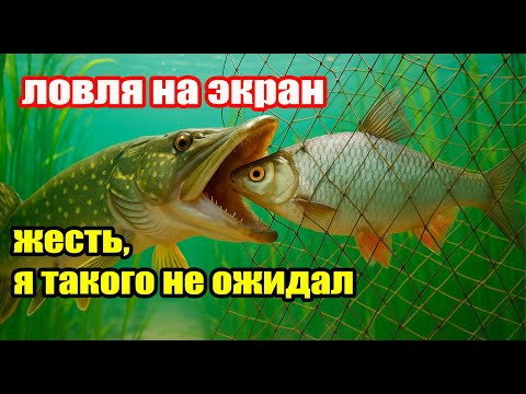 Видео: Шок. Я не поверил. Рыбалка на экран. Подводная съёмка #подводнаясъёмка #рыбалка #шок