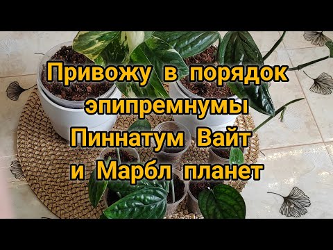 Видео: Привожу в порядок эпипремнумы Пиннатум Вайт и Марбл планет